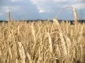 Anbauflche Getreide