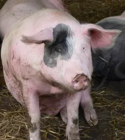 Angespannte Lage am Schweinemarkt