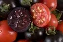 Anthocyan-haltige Tomaten