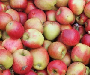 Apfelernte Hessen 2020