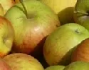Apfelernte 