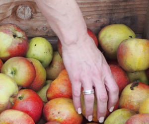 Apfelernte in Niedersachsen und Hamburg