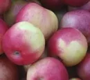 Apfelernte von 970.000 Tonnen im Jahr 2009 erwartet 