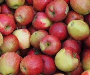 Apfelexporte nach Indien