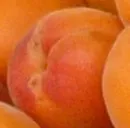 Aprikosenproduktion 