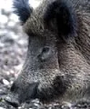 Artenschtzer und Jger diskutieren ber Umgang mit Wildschweinen 