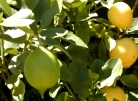 Asiatischer Citrusbockkfer alarmiert Pflanzenschtzer 