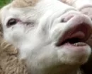 Attackiertes Schaf