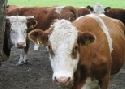Auch in der Rinderhaltung sind grere Betriebe strukturbestimmend