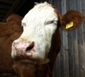 Auch irisches Rindfleisch mit Dioxin verseucht - Kein Rckruf