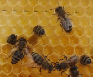Auf der Suche nach Honig
