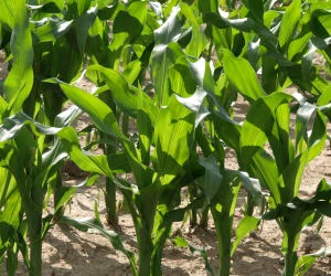 Ausreichend Nhrstoffe im Mais?