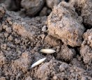 Aussaatflchen 2010: Mehr Weizen, weniger Gerste