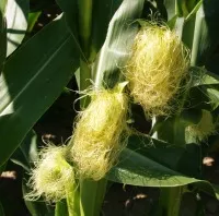 Auerhalb von Maisfeldern sind Bt-Maispollen keine Gefahr fr Schmetterlinge