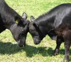 Australische Rinderfarm