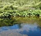 Auswilderung von 3.000 jungen Flussperlmuscheln im Vogtland 