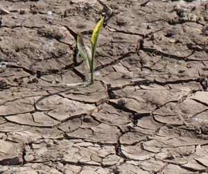 Auswirkungen Klimawandel Landwirtschaft