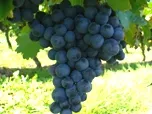 BUGA: Pflanzung der ersten Weinreben auf dem Gelnde