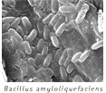 Bacillus amyloliquefaciens