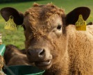 Backhaus: Tierrzte wichtig fr Landwirtschaft