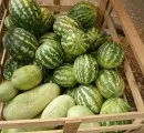 Bren mgen Melonen - Bauern sauer