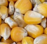 Bauern wollen Gen-Mais importieren