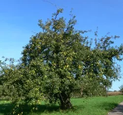 Baumobstanbau Hessen