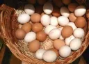 Bayerische Hhner legten 855 Millionen Eier