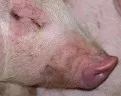 Bayerische Zuchtschweine fr Russland