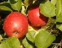 Bedrohte Apfelsorten
