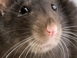 Bekmpfung Muse Ratten in Vorratslagern