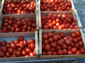 Belgische Tomaten