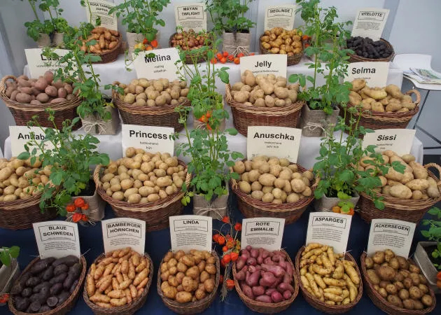 Beschreibende Sortenliste Kartoffel 2023