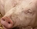 Besonderheiten der niederlndischen Schweineproduktion 