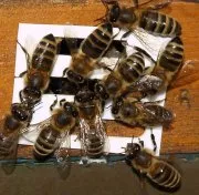 Bienen bei Tierseuchenkasse registrieren