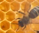 Bienen fliegen in NRW Rekordernte ein 