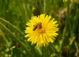 Bienen frdern