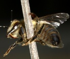 Bienen halten - einfach - kologisch - wesensgem 