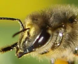 Bienen im Frhjahr 2015