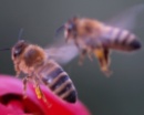 Bienenernhrung 