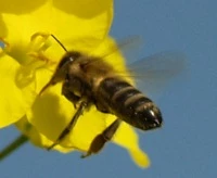 Bienenfreundliche Spritztechnik