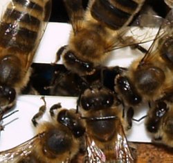 Bienengesundheit 2016
