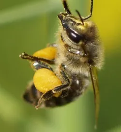 Bienengesundheit in Hessen