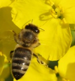 Bienengesundheit