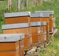 Bienenhaltung NRW 2015