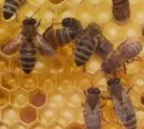 Bienenhaltung 
