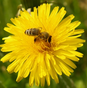Bienenhaltung in Niedersachsen