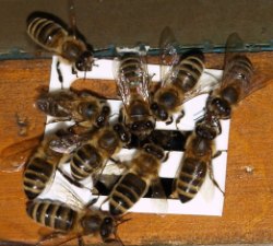 Bienenhaltung in Sachsen-Anhalt