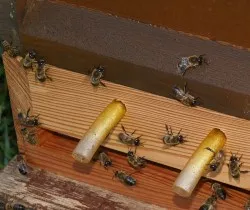 Bienenhaltung in der Stadt