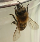 Bienenmonitoring